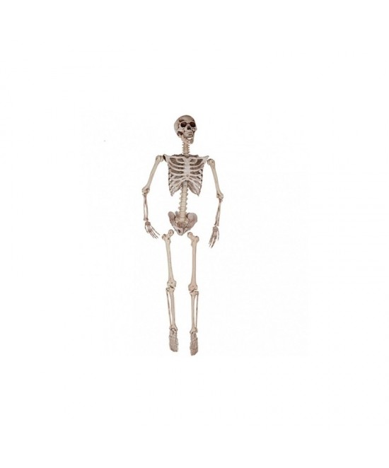 Esqueleto 165 cm decoración