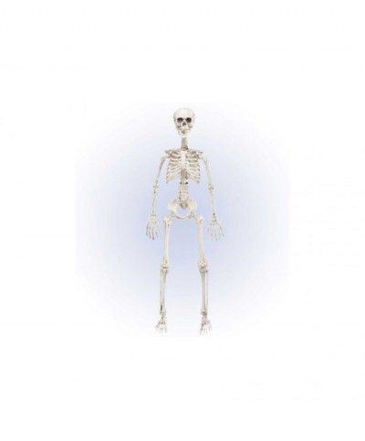 Esqueleto articulado 90 cms.