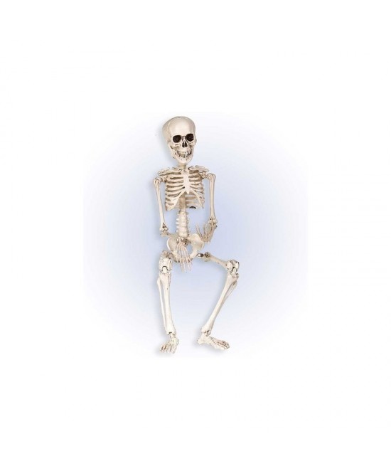 Esqueleto articulado 50 cms.