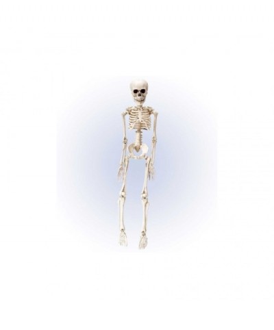 Esqueleto articulado 50 cms.